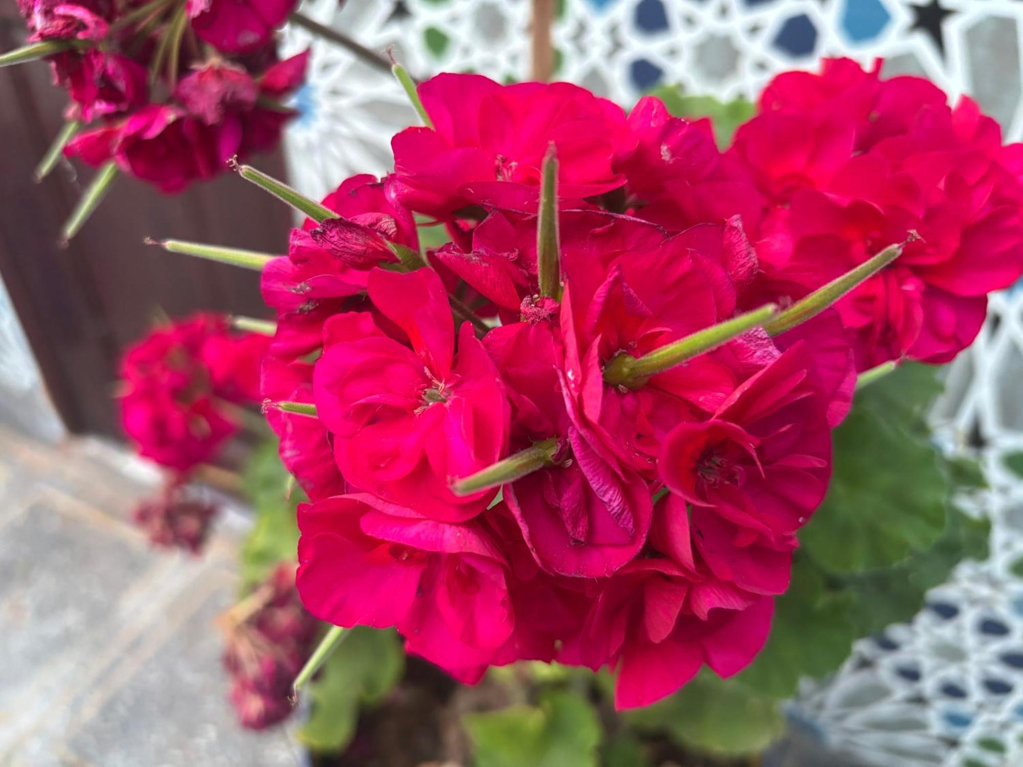 Casa Morisca Villa Sidi Ifni Bagian luar foto